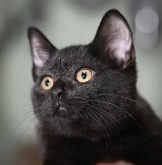 Kittens