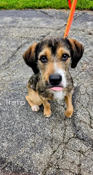 Tramp