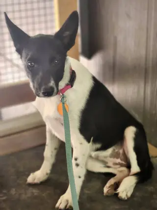 Nova