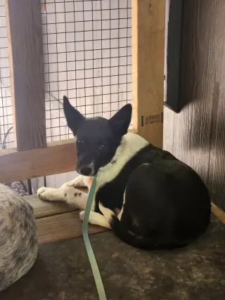 Nova