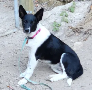 Nova