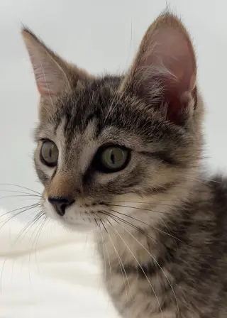 Kitten Kevin