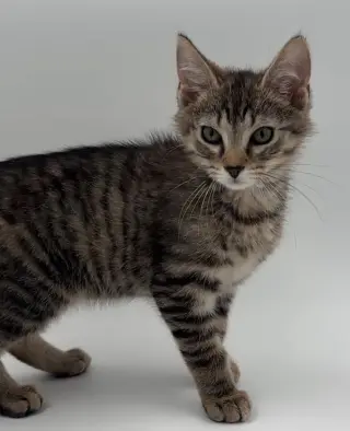 Kitten Kevin