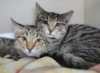 Kitten Brothers Raab and Dico