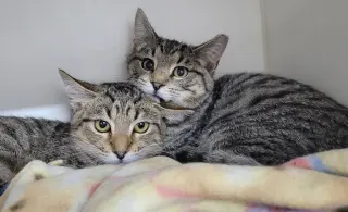 Kitten Brothers Raab and Dico