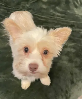 Figgy