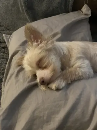 Figgy