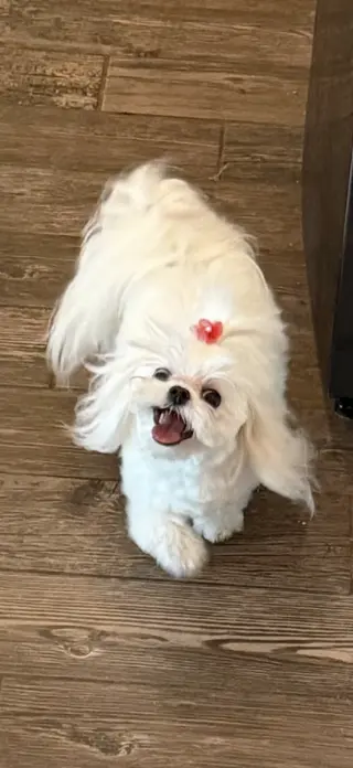 SAINT