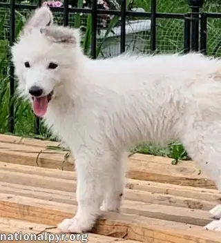 Oreo in KY - Loves To Be Held!