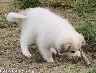 Rosie in KY - Playful & Social!