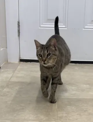 Pickles