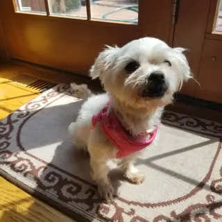 Jazzi
