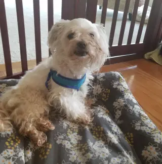 Jazzi