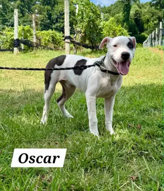 Oscar