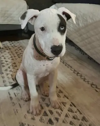 Oscar