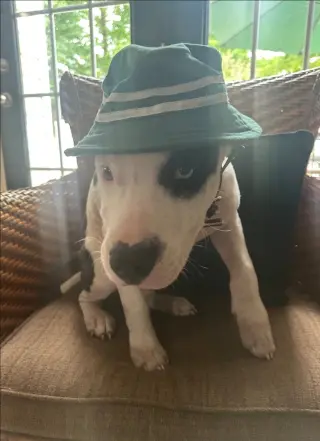 Oscar