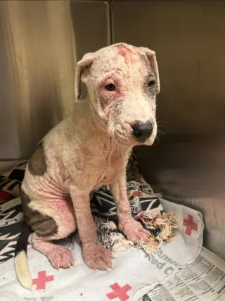 Oscar