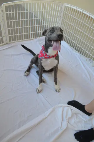 Biscotti (In Foster)