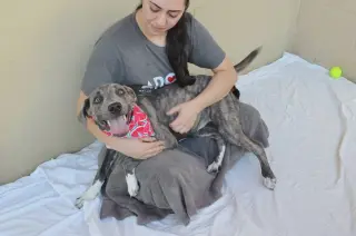 Biscotti (In Foster)