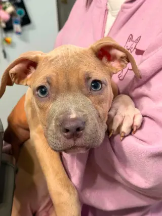 Clyde (puppy)