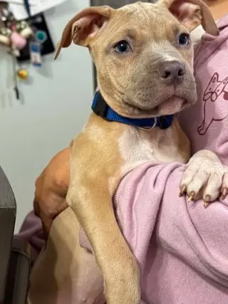 Clyde (puppy)