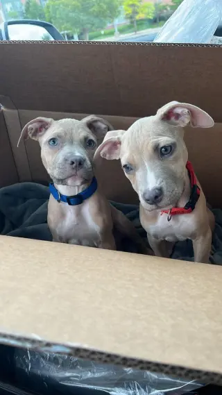 Clyde (puppy)