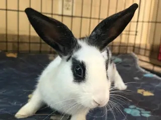 Gizmo