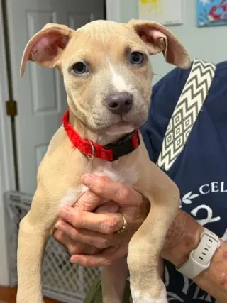 Bonnie (puppy)