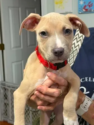 Bonnie (puppy)