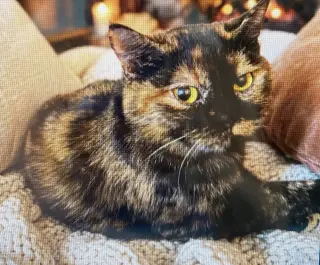 KITTY BEAUTIFUL BRITT