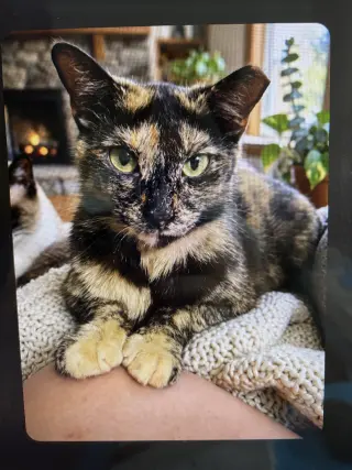 KITTY MALIBU