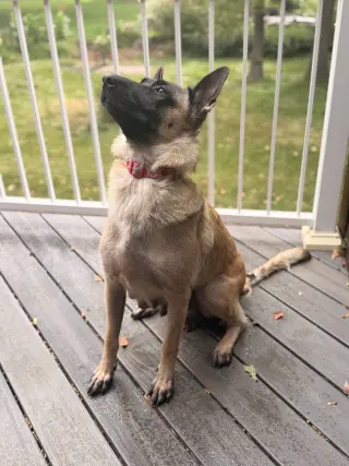 Jolene