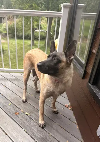 Jolene
