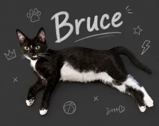 Boba w/ Bruce (7/7/26-17, 6/9/26-39)
