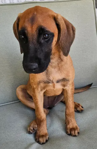 PUPPY ESPRESSO