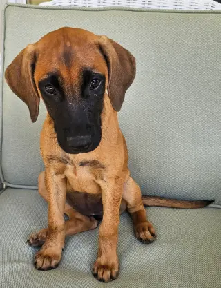PUPPY ESPRESSO