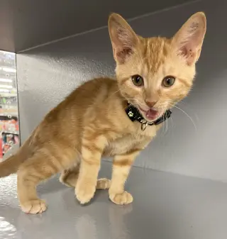 Cheddar (FCID# 08/25/2026 - 2 West Chester PS)