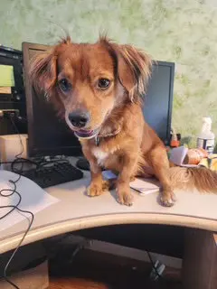Rusty - OC