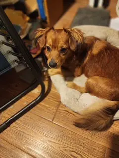 Rusty - OC