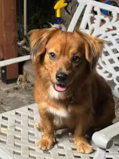 Rusty - OC