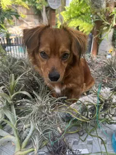 Rusty - OC
