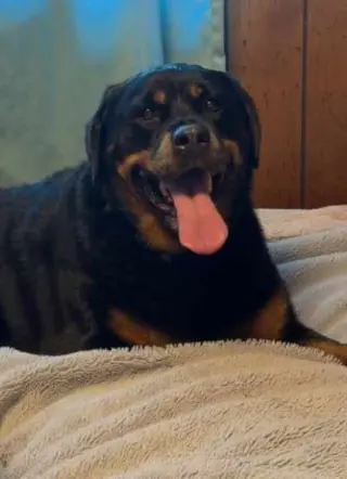 Willow - ridiculously cute Rottie!