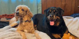 Willow - ridiculously cute Rottie!