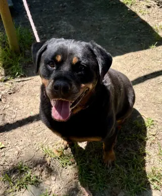 Willow - ridiculously cute Rottie!