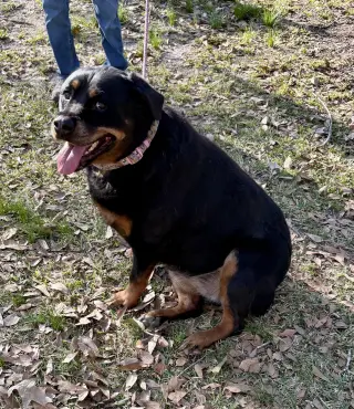 Willow - ridiculously cute Rottie!