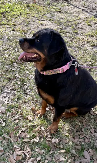 Willow - ridiculously cute Rottie!