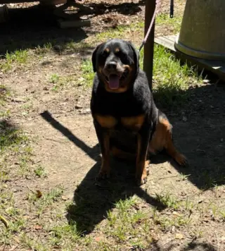 Willow - ridiculously cute Rottie!