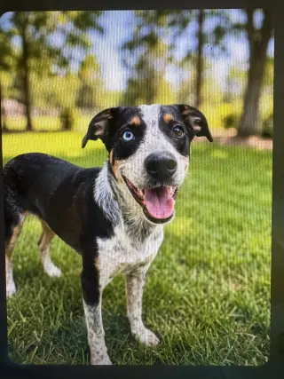 DASHING DOMINO