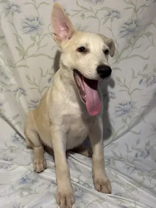 261121  Luka