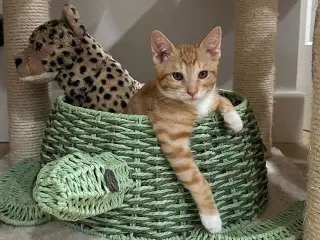 Kitten Weeble